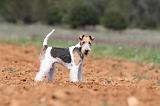 FOX TERRIER 285